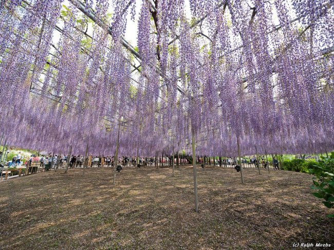 Парк Асикага и цветочный дождь