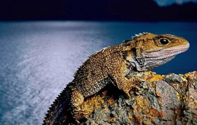 Туатара — самая необычная рептилия из всех ныне живущих (4 фото)