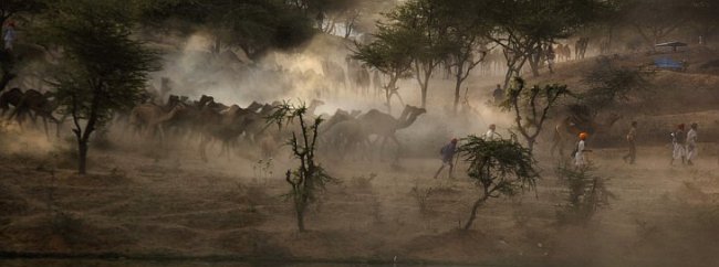 Самая большая в мире ярмарка верблюдов