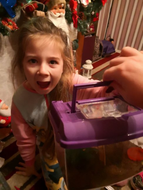 8-летняя девочка делит спальню с 50 тарантулами