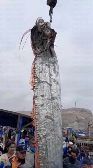 В Чили выловили 5-метровое морское существо, которое является предвестником катастроф