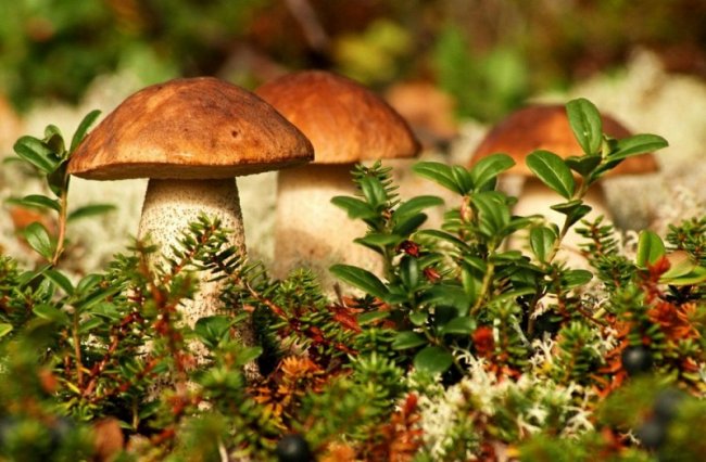 Самые опасные грибы России