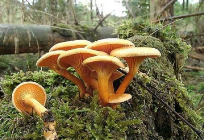 Самые опасные грибы России