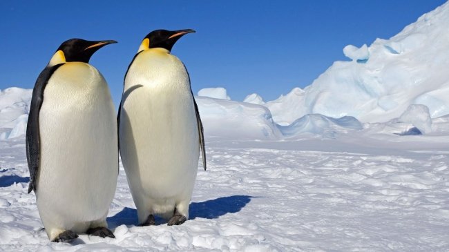 Оперение императорского пингвина