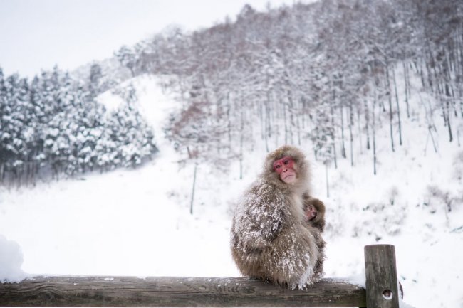 Снежные обезьяны Нагано