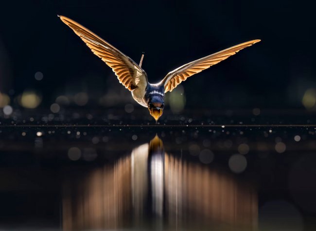 Победители конкурса World Nature Photography Awards 2022