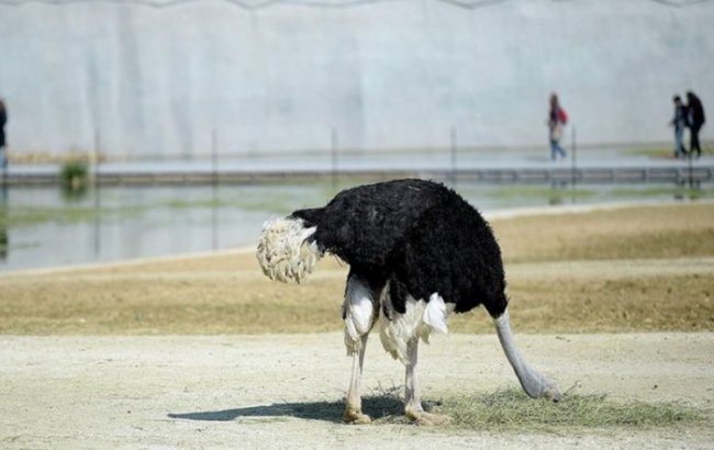 Зачем страус прячет голову в песок