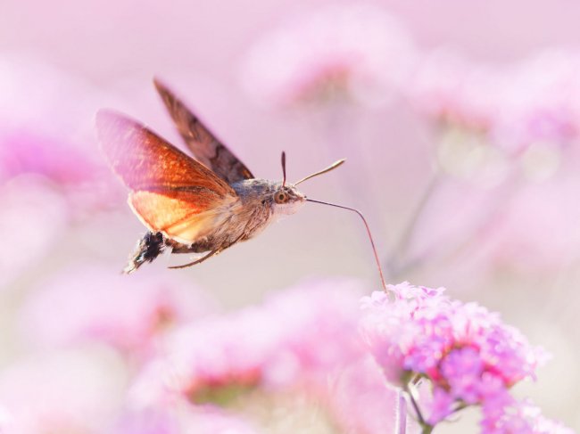 Лучшие снимки насекомых с конкурса Royal Entomological Society Insect Week competition