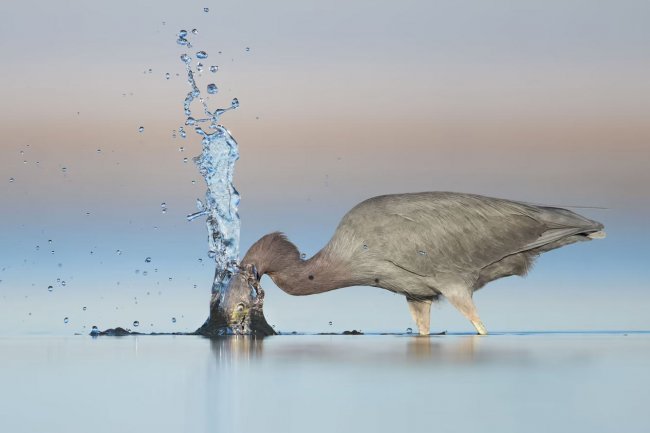 Лучшие фотографии птиц Photography Awards