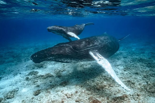 Лучшие фотографии из жизни океанов Ocean Photographer of the Year 2023