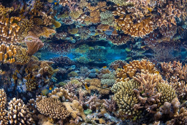 Лучшие фотографии из жизни океанов Ocean Photographer of the Year 2023. Часть 2