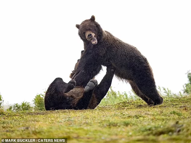 Драка бурых медведей в национальном парке Катмай