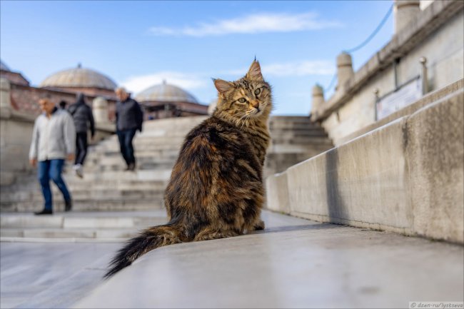 Кошки Стамбула