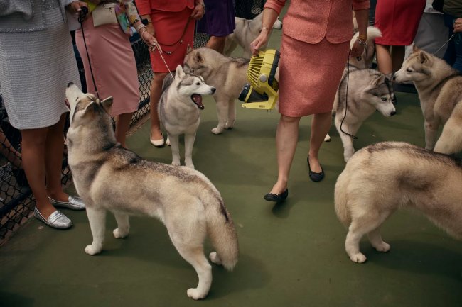 Выставка собак Westminster Kennel Club 2024