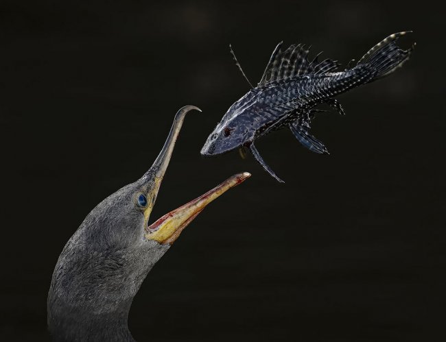 Audubon Photography Awards 2024. Лучшее с конкурса