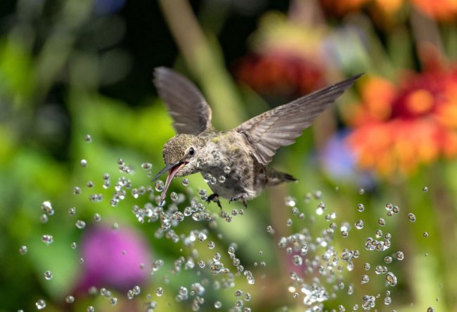 Audubon Photography Awards 2024. Лучшее с конкурса