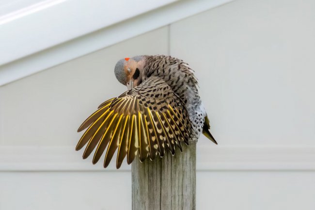 Audubon Photography Awards 2024. Лучшее с конкурса