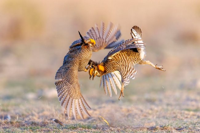 Audubon Photography Awards 2024. Лучшее с конкурса