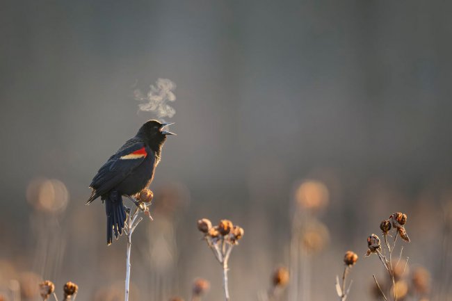 Audubon Photography Awards 2024. Лучшее с конкурса