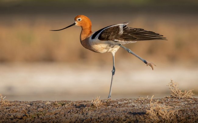 Audubon Photography Awards 2024. Лучшее с конкурса