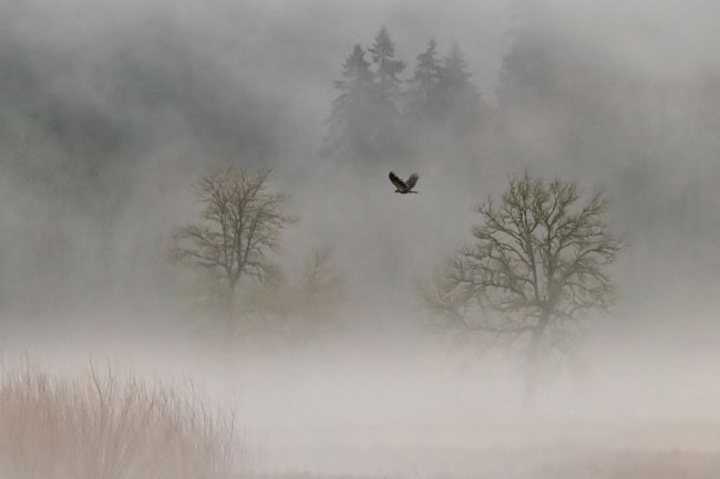 Audubon Photography Awards 2024. Лучшее с конкурса