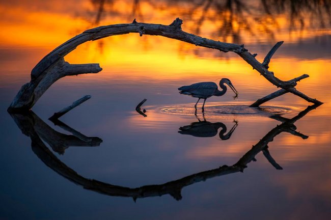 Audubon Photography Awards 2024. Лучшее с конкурса