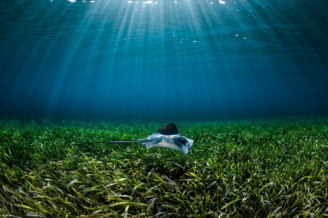 Финалисты подводного конкурса Ocean Photographer of the Year 2024