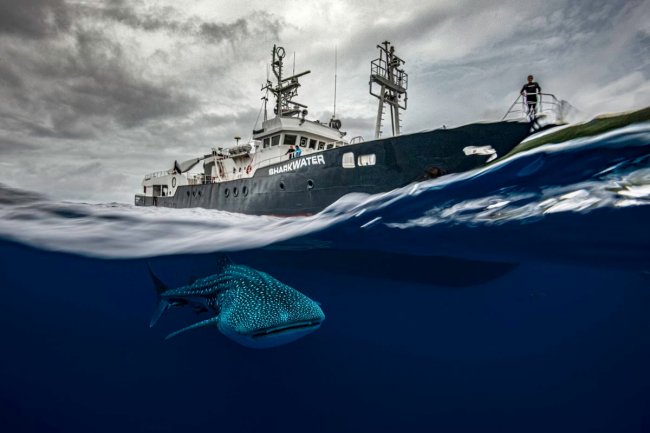 Победители подводного конкурса Ocean Photographer of the Year 2024