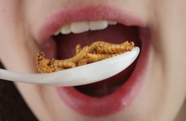 Новый тренд: питание насекомыми