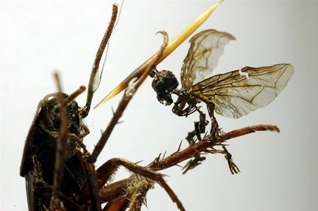 Феи-скелеты размером с насекомых