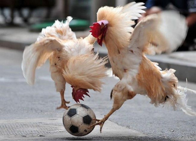 Как животные играют в футбол