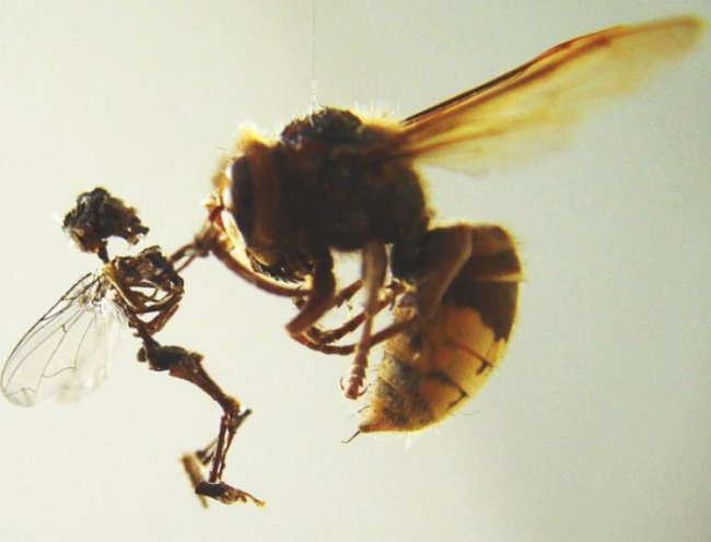 Феи-скелеты размером с насекомых