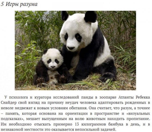 Удивительные факты о пандах