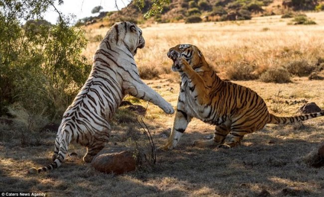 Схватка двух тигриц