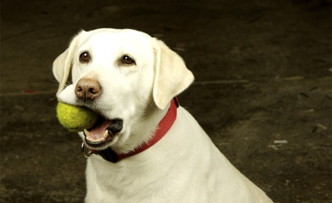 10 лайфхаков, которые должен знать каждый владелец собаки