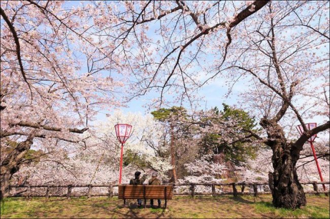 В Японию пришла весна