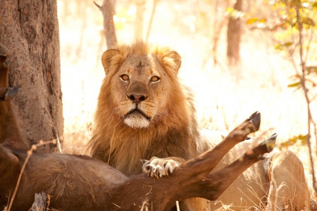 Национальный парк «Хванге» и лев Сесил