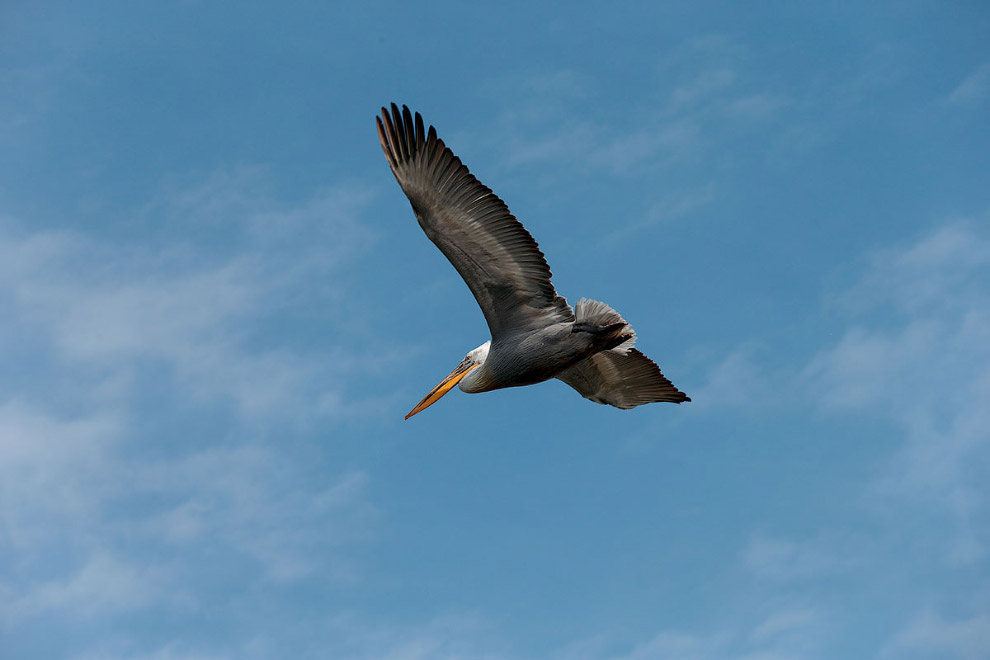 Пеликан Армении. Величавые птицы