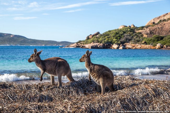 Пляж с кенгуру — одно из самых известных мест Австралии