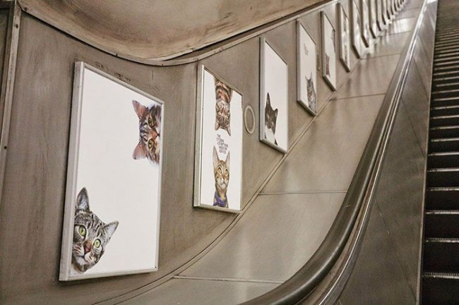 Котики атакуют: вся реклама в лондонском метро была заменена на постеры с котами