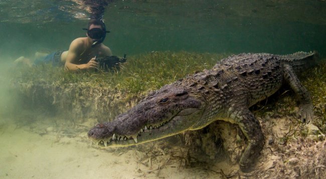 Заплыв с крокодилом