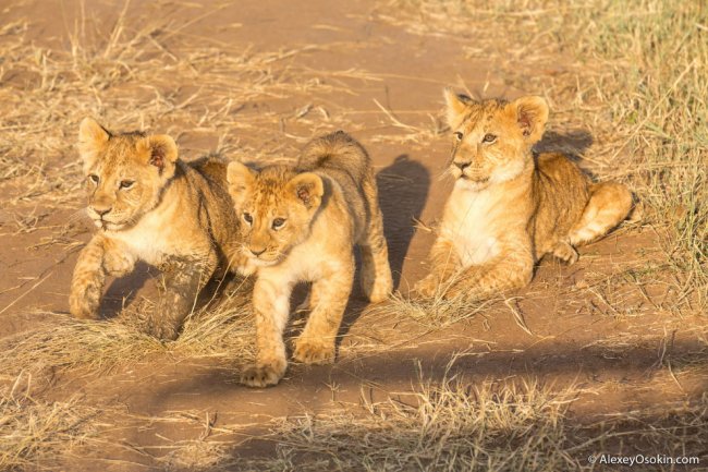 10+ интересных фактов о львах