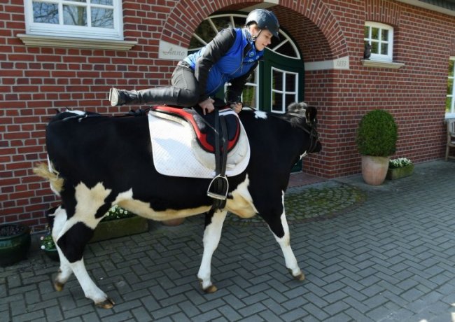 13-летняя школьница берет барьеры на корове