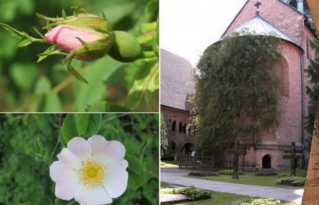 Тысячелетняя роза Хильдесхайма – удивительное чудо природы