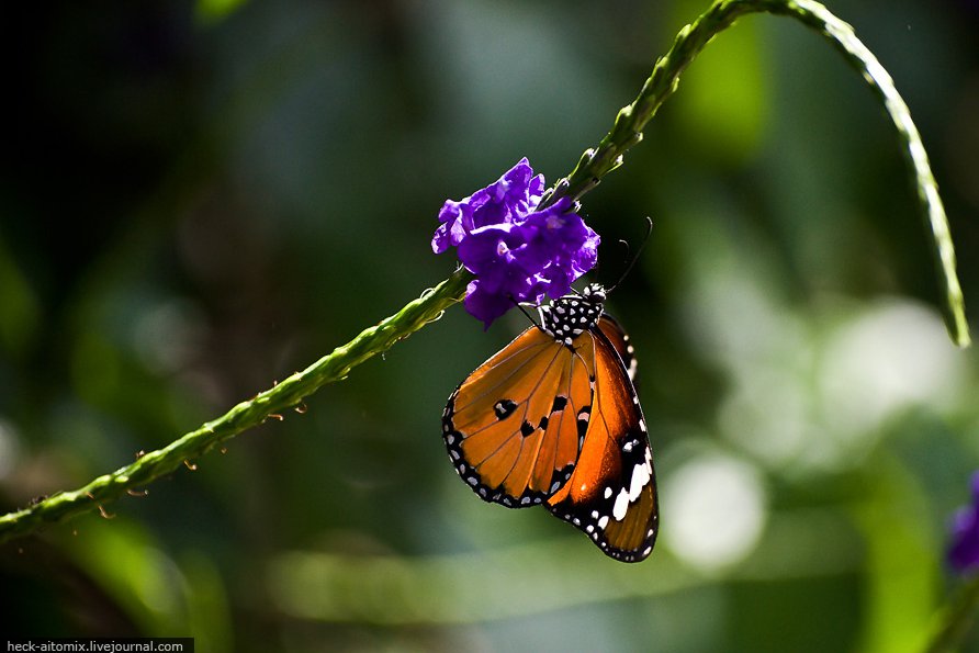 Почему бабочки такие разные и красивые. Данаида (Danaus chrysippus. Бабочка Данаида хризипп. Danaus chrysippus живет. Бабочка со сложенными крыльями на цветке.