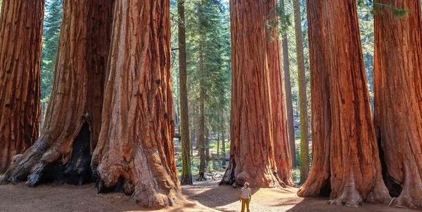 8 самых больших деревьев на нашей планете