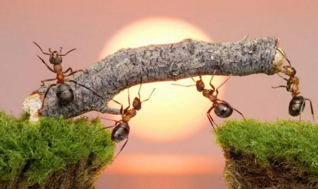 Размножение муравьев: 10 интересных фактов и наблюдений