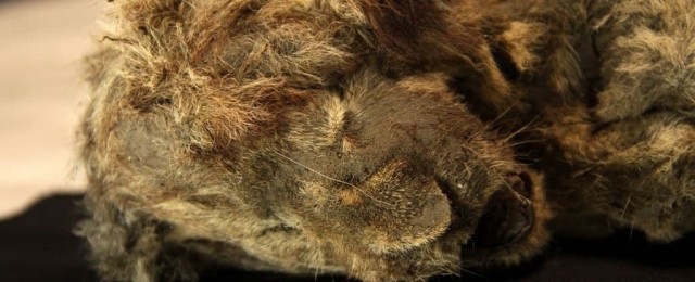 Найдена мумия пещерного льва