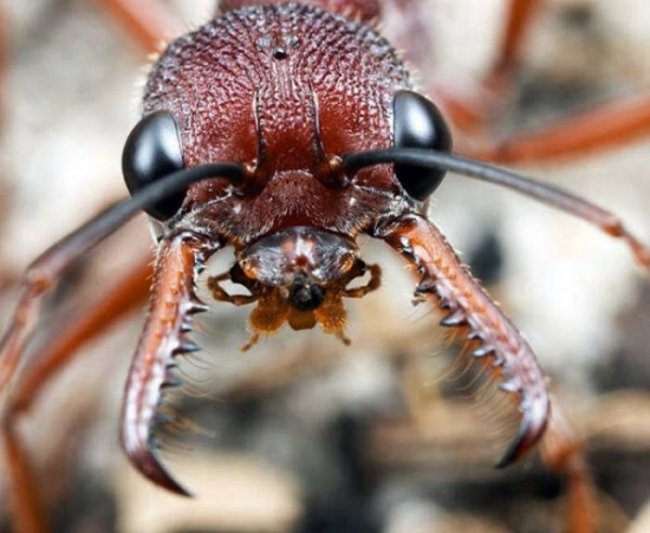 Правда ли, что муравьи не спят всю жизнь