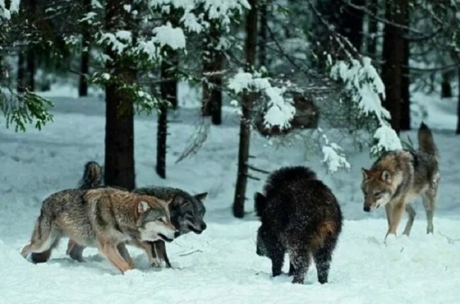 Кого из зверей боится волк